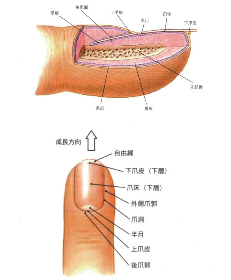 爪の構造と名称